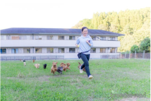 成約済の千葉県のトイプードル-225140の5枚目